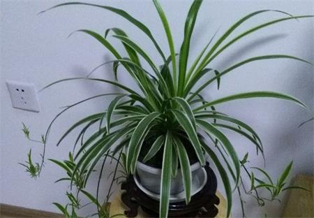 花卉无土栽培的类型及养护方法技巧