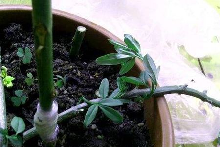 迎春花的春天种植方法