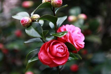 茶花春天怎么种植