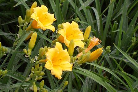 室内经常遇见植株养护方法技巧