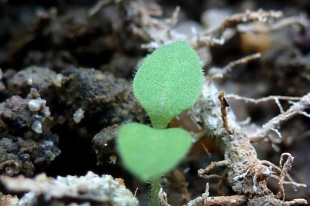 瓜叶菊栽培方法技巧