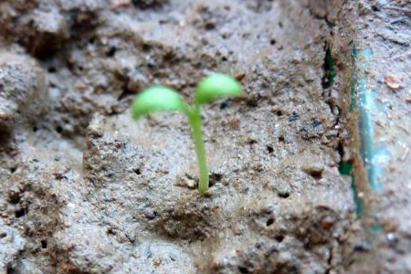 瓜叶菊栽培方法技巧