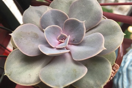紫珍珠的养殖方法