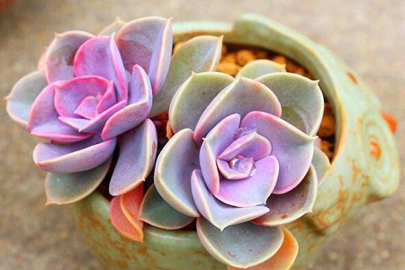 紫珍珠的养殖方法