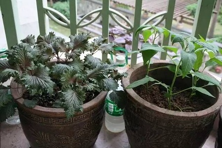 紫苏的养殖方法
