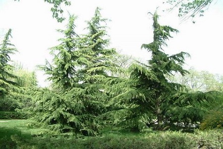 雪松的养殖方法