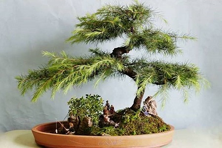 雪松的养殖方法