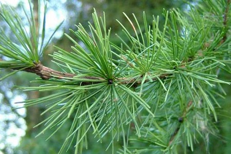 雪松的养殖方法