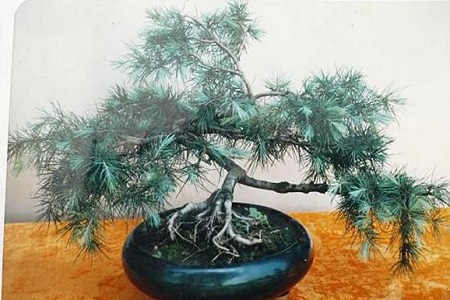 雪松的养殖方法