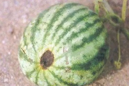 西瓜的养殖方法