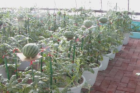 西瓜的养殖方法