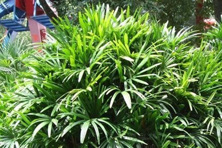 家庭盆栽棕竹的秋季养护方法技巧