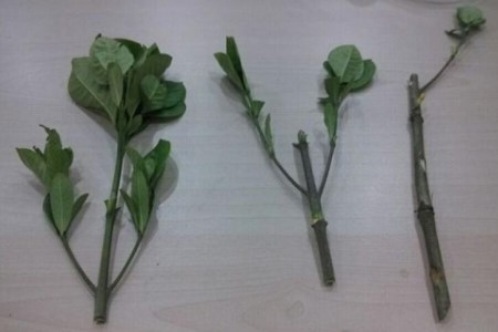 春天可以水插栀子花吗