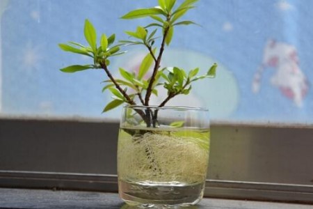 春天可以水插栀子花吗