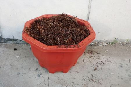春天种植铁线莲的方法