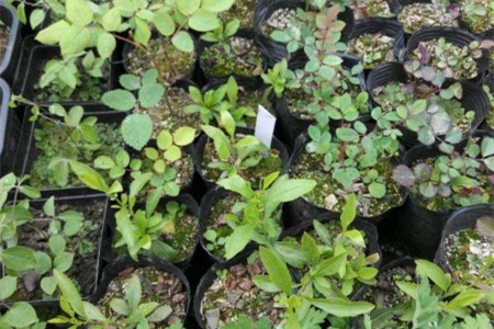 春天种植铁线莲的方法