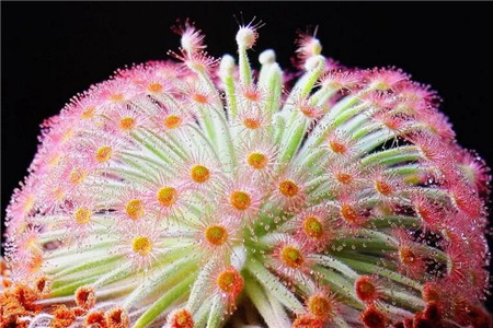 茅膏菜换盆方法技巧