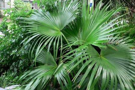 蒲葵栽植方法技巧