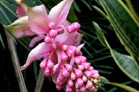 宝莲灯的养殖方法