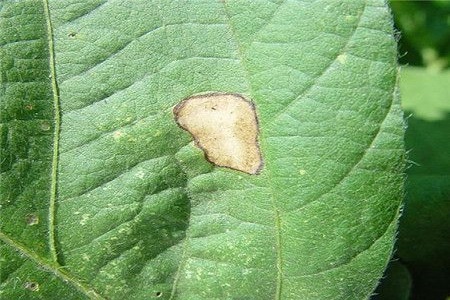 白晶菊的养殖方法