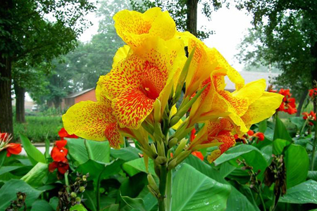 花卉栽植方法技巧