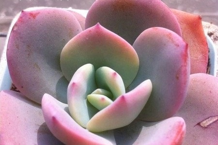 白凤的养殖方法