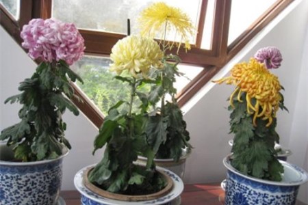 春天怎么种植护菊花
