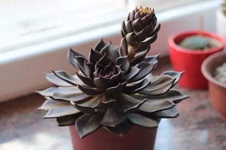 黑王子的养殖方法