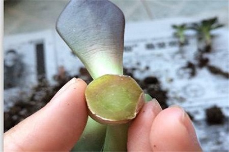黑王子的养殖方法