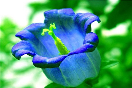 风铃草的养殖方法