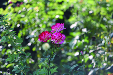 月季花地栽方法技巧