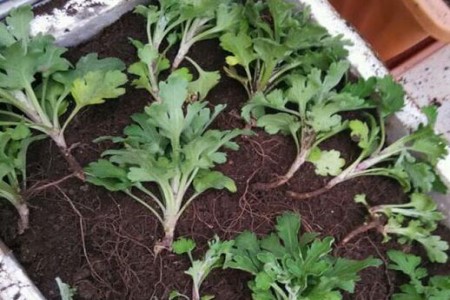 菊花春天怎么分株