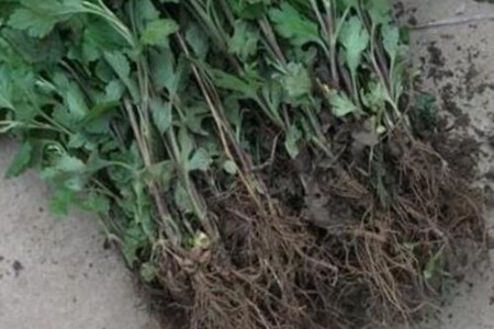 菊花春天怎么分株