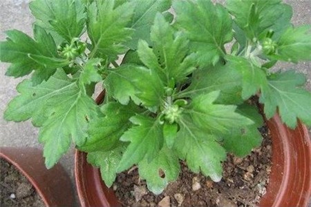 菊花春天怎么分株