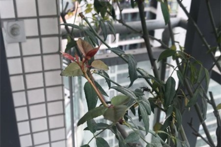 月季春天发芽后枯萎了是啥原因