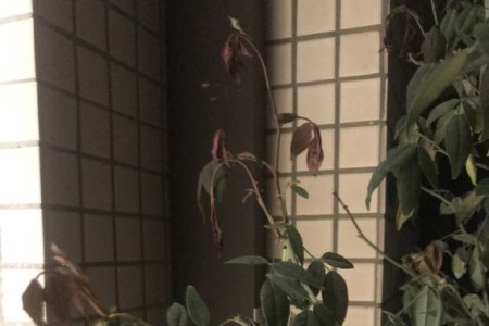 月季春天发芽后枯萎了是啥原因