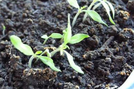 番茄种植方法