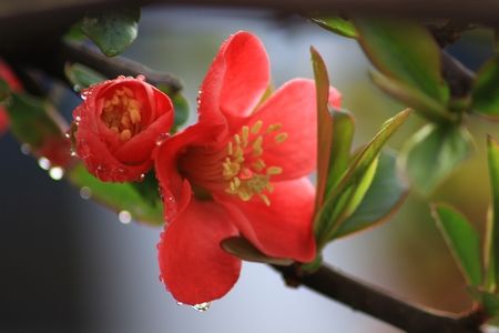 海棠花春季养护方法技巧