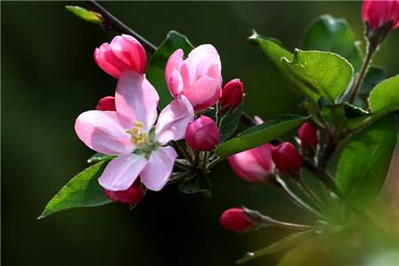 海棠花春季养护方法技巧