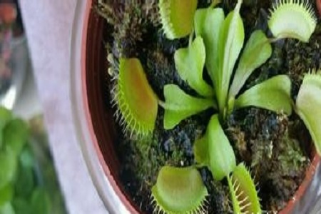 捕蝇草的养殖方法