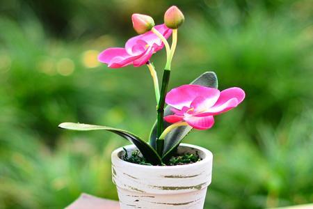 蝴蝶兰的养殖方法