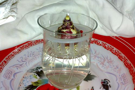 风信子水培方法