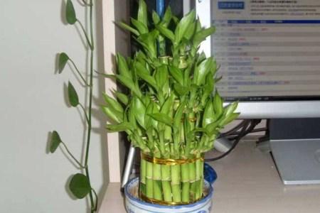 富贵竹的养殖方法和注意些什么