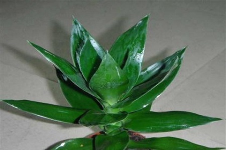 富贵竹的养殖方法