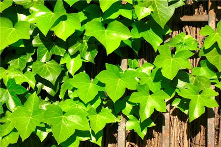 常春藤栽培方法技巧