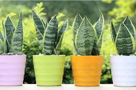 虎皮兰的养殖方法