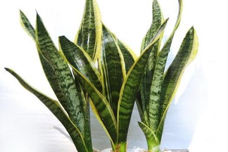 虎皮兰的养殖方法