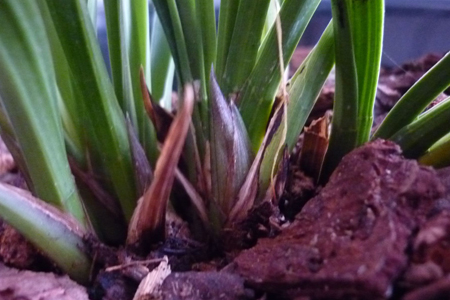 春兰养护方法技巧