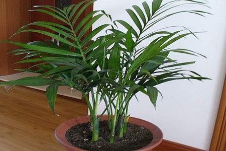 凤尾竹的养殖方法