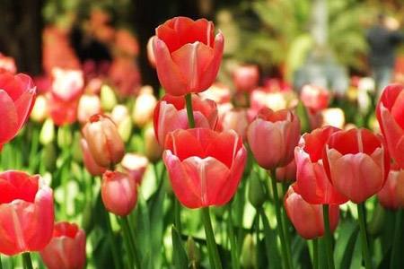 郁金香的养殖方法